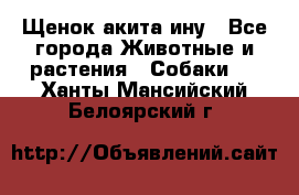 Щенок акита ину - Все города Животные и растения » Собаки   . Ханты-Мансийский,Белоярский г.